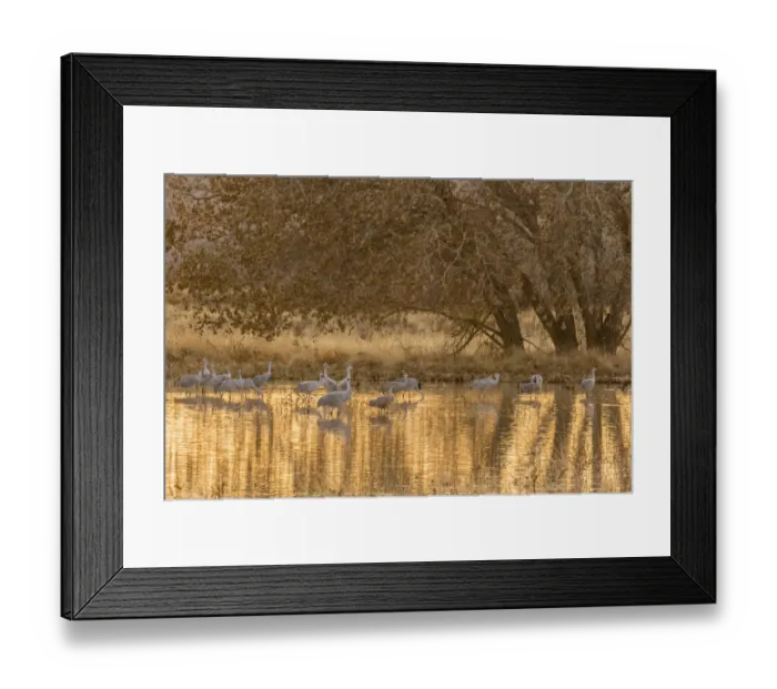 Framed Print : USA, New Mexico, Bosque del Apache National Wildlife Refuge. Sandhill cranes in water at sunset Framed Print : USA, New Mexico, Bosque del Apache National Wildlife Refuge. Sandhill cranes in water at sunset