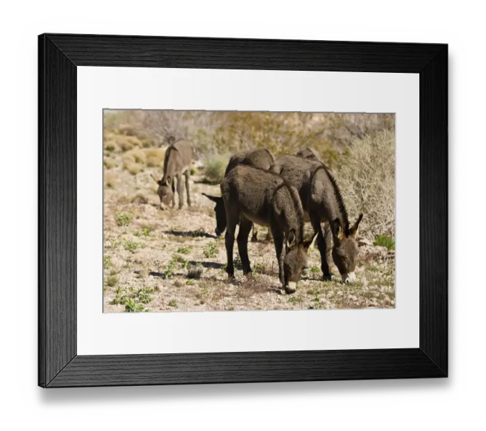 Framed Print : Wild burros, equus asinus, grazing, Red Rock Canyon, Nevada, USA Framed Print : Wild burros, equus asinus, grazing, Red Rock Canyon, Nevada, USA