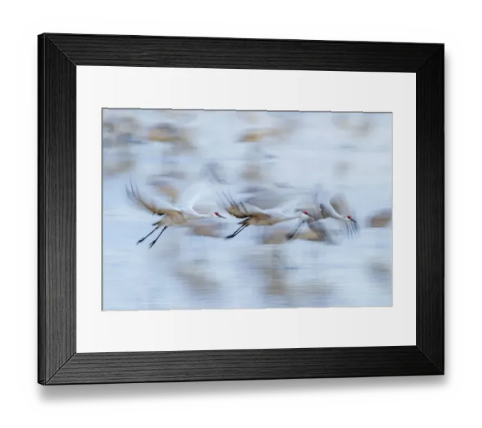 Framed Print : USA, New Mexico, Bosque Del Apache National Wildlife Refuge. Sandhill crane flight blur Framed Print : USA, New Mexico, Bosque Del Apache National Wildlife Refuge. Sandhill crane flight blur