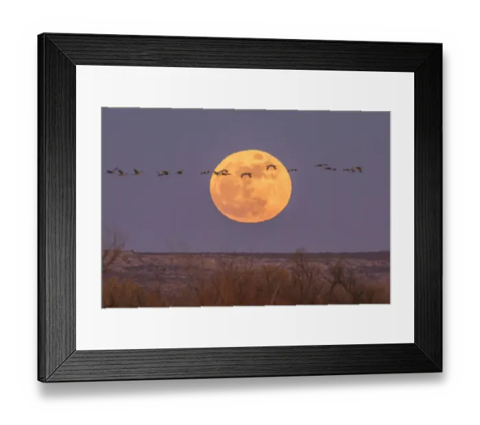 Framed Print : USA, New Mexico, Bosque del Apache National Wildlife Refuge. Full moon and sandhill cranes Framed Print : USA, New Mexico, Bosque del Apache National Wildlife Refuge. Full moon and sandhill cranes