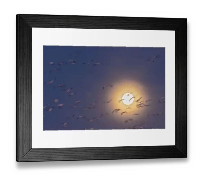 Framed Print : USA, New Mexico, Bosque del Apache National Wildlife Refuge. Snow geese blur and full moon Framed Print : USA, New Mexico, Bosque del Apache National Wildlife Refuge. Snow geese blur and full moon