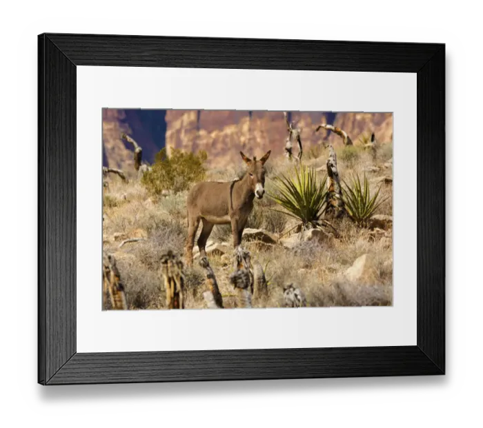 Framed Print : Wild burros, equus asinus, grazing, Red Rock Canyon, Nevada, USA Framed Print : Wild burros, equus asinus, grazing, Red Rock Canyon, Nevada, USA