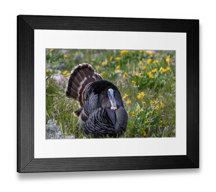 Framed Print : Tom turkey in breeding plumage in Great Basin National Park, Nevada, USA Framed Print : Tom turkey in breeding plumage in Great Basin National Park, Nevada, USA