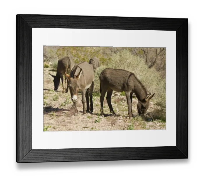 Framed Print : wild burro, grazing, Red Rock Canyon Area, Nevada, USA Framed Print : wild burro, grazing, Red Rock Canyon Area, Nevada, USA