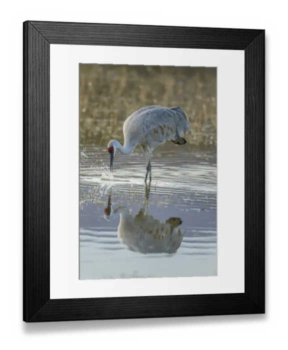 Framed Print : USA, New Mexico, Bosque Del Apache National Wildlife Refuge. Sandhill crane hunting