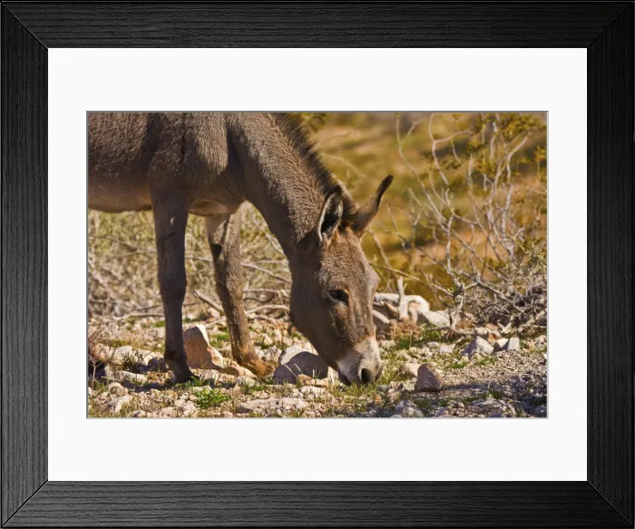 Framed Print : Wild burro, equus asinus, grazing, Red Rock Canyon, Nevada, USA Framed Print : Wild burro, equus asinus, grazing, Red Rock Canyon, Nevada, USA
