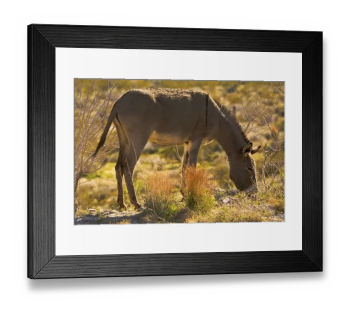 Framed Print : wild burro, grazing, Red Rock Canyon Area, Nevada, USA Framed Print : wild burro, grazing, Red Rock Canyon Area, Nevada, USA