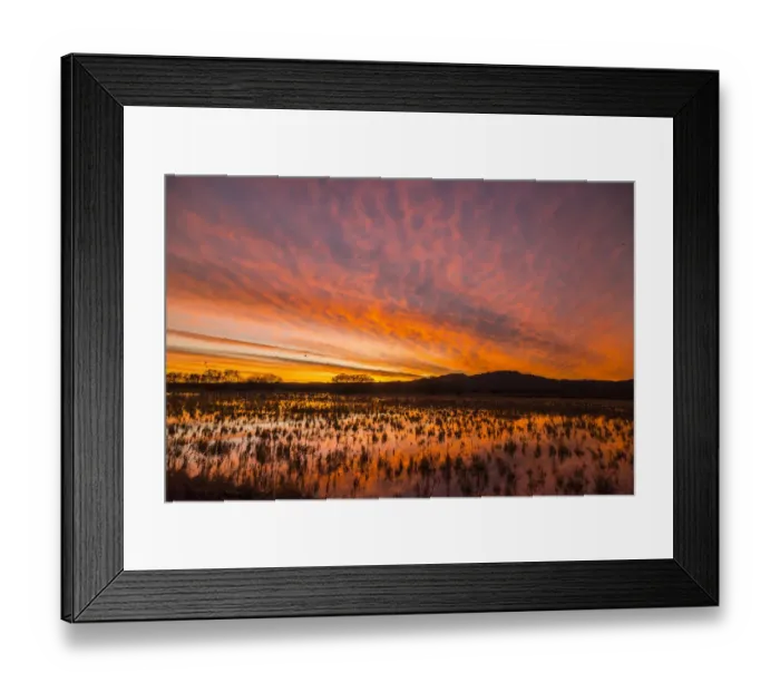 Framed Print : USA, New Mexico, Bosque del Apache National Wildlife Refuge. Sunset on bird flock in water