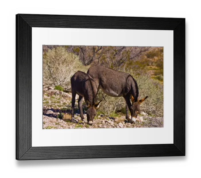 Framed Print : Wild burros, equus asinus, grazing, Red Rock Canyon, Nevada, USA Framed Print : Wild burros, equus asinus, grazing, Red Rock Canyon, Nevada, USA