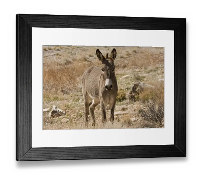 Framed Print : Wild burro standing. Red Rock Canyon Area, Nevada, USA Framed Print : Wild burro standing. Red Rock Canyon Area, Nevada, USA