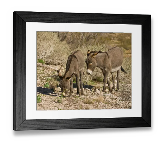 Framed Print : wild burros; grazing; Red Rock Canyon Area; Nevada; USA Framed Print : wild burros; grazing; Red Rock Canyon Area; Nevada; USA