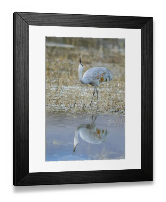 Framed Print : USA, New Mexico, Bosque Del Apache National Wildlife Refuge. Sandhill crane close-up Framed Print : USA, New Mexico, Bosque Del Apache National Wildlife Refuge. Sandhill crane close-up