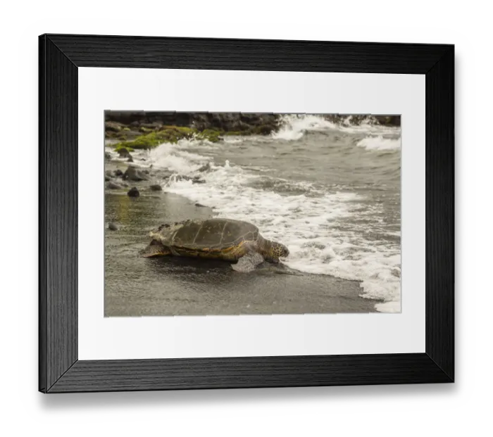 Framed Print : USA, Hawaii, Punalu u Black Sand Beach. Green sea turtle entering surf. Credit as Framed Print : USA, Hawaii, Punalu u Black Sand Beach. Green sea turtle entering surf. Credit as
