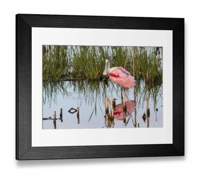 Framed Print : Roseate Spoonbill (Platalea ajaja) Viera Wetlands Brevard County FL Framed Print : Roseate Spoonbill (Platalea ajaja) Viera Wetlands Brevard County FL
