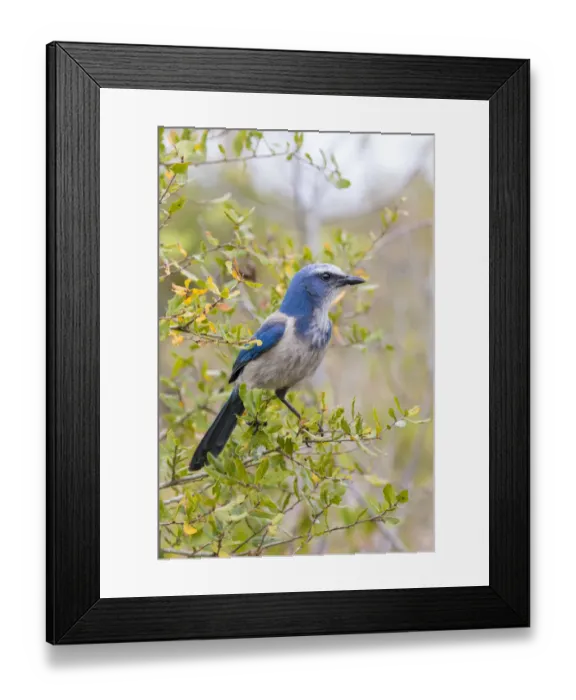 Framed Print : Florida Scrub-Jay (Aphelocoma coerulescens) Cruickshank Sanctuary - Brevard County, FL Framed Print : Florida Scrub-Jay (Aphelocoma coerulescens) Cruickshank Sanctuary - Brevard County, FL