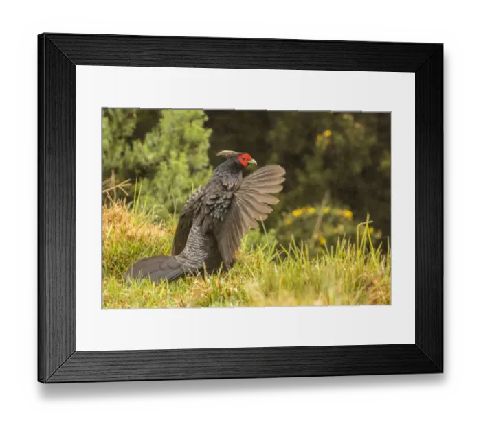 Framed Print : USA, Hawaii. Male kalij pheasant. Credit as: Cathy & Gordon Illg / Jaynes Gallery / DanitaDelimont Framed Print : USA, Hawaii. Male kalij pheasant. Credit as: Cathy & Gordon Illg / Jaynes Gallery / DanitaDelimont
