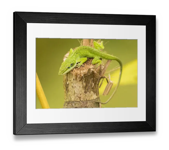 Framed Print : USA, Hawaii, Kauai. Anole lizard on stump Framed Print : USA, Hawaii, Kauai. Anole lizard on stump