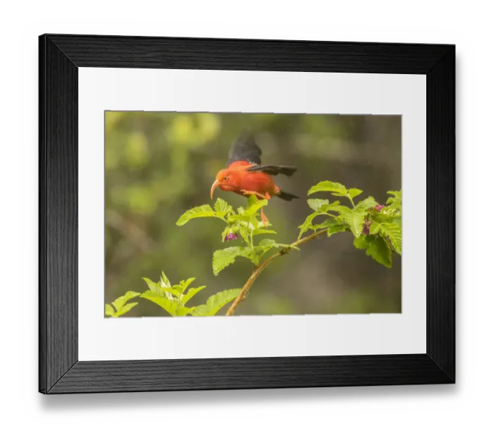 Framed Print : USA, Hawaii, Hakalau Forest National Wildlife Refuge. I iwi feeding on flower Framed Print : USA, Hawaii, Hakalau Forest National Wildlife Refuge. I iwi feeding on flower