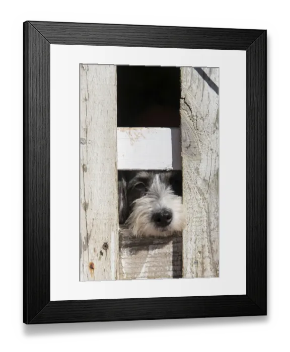 Framed Print : USA, Georgia. Engaging dog peeks through fence wistfully
