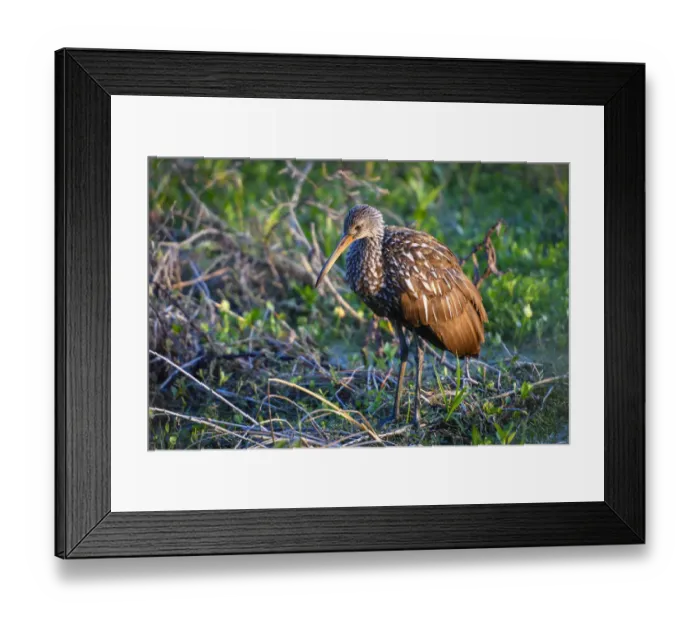 Framed Print : Lone juvenile limpkin posing in the early morning light
