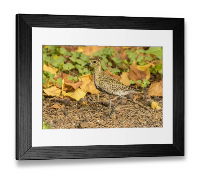 Framed Print : USA, Hawaii, Honokohau Bay. Pacific golden plover close-up Framed Print : USA, Hawaii, Honokohau Bay. Pacific golden plover close-up