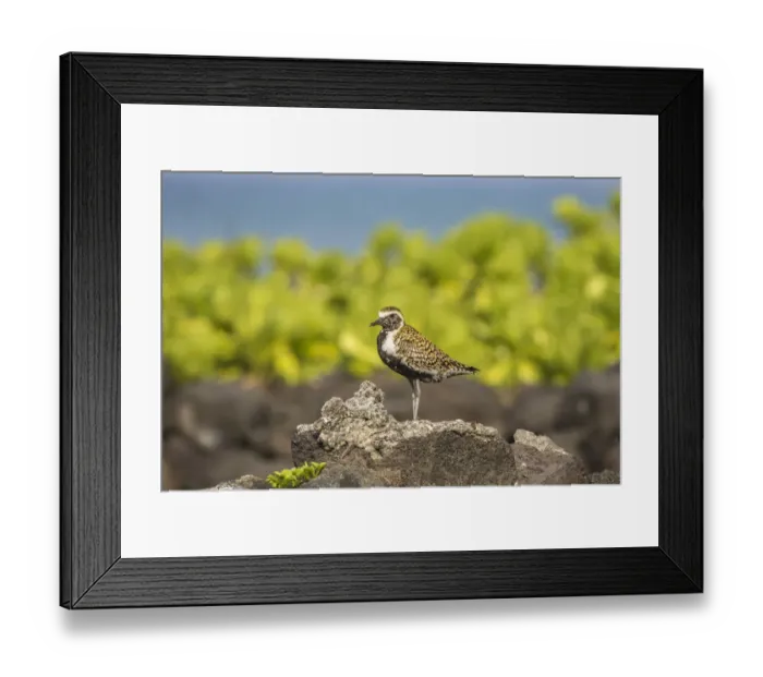 Framed Print : USA, Hawaii, Honokohau Bay. Pacific golden plover close-up Framed Print : USA, Hawaii, Honokohau Bay. Pacific golden plover close-up