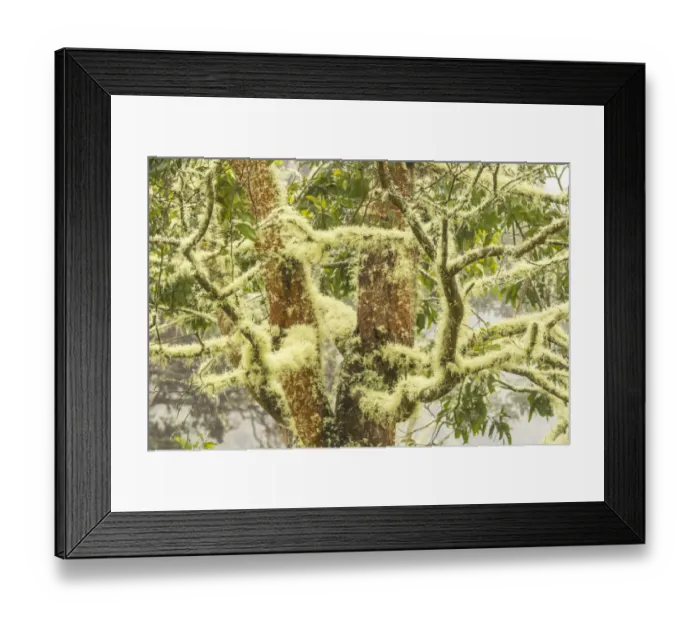 Framed Print : USA, Hawaii, Hakalau Forest National Wildlife Refuge. Moss-covered tree. Credit as