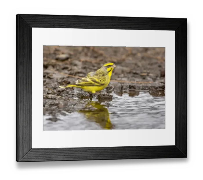 Framed Print : USA, Hawaii, Laupahoehoe Point Beach Park. Yellow-fronted canary close-up. Credit as Framed Print : USA, Hawaii, Laupahoehoe Point Beach Park. Yellow-fronted canary close-up. Credit as