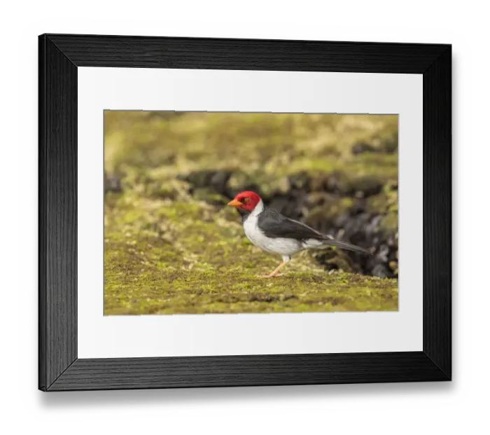 Framed Print : USA, Hawaii, Honokohau Bay. Yellow-billed cardinal close-up Framed Print : USA, Hawaii, Honokohau Bay. Yellow-billed cardinal close-up