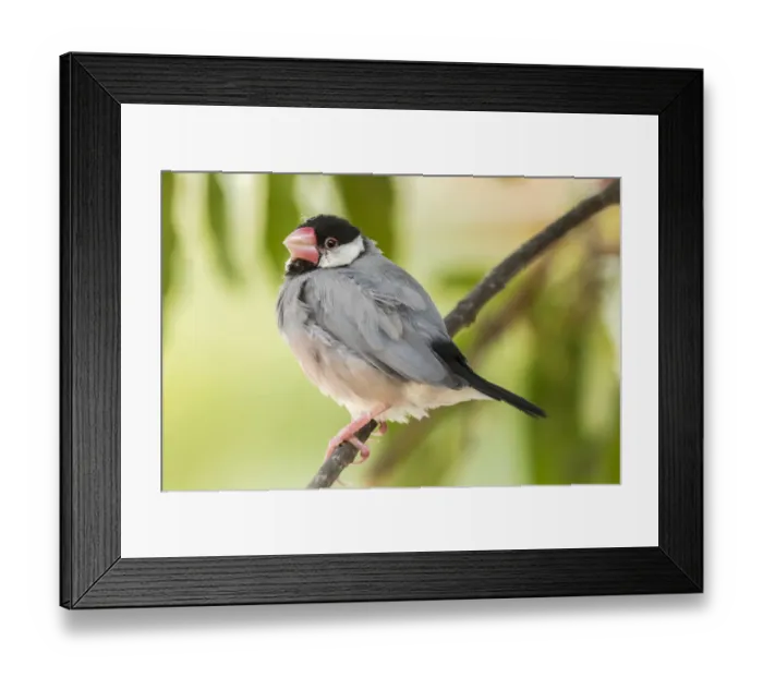 Framed Print : USA, Hawaii, Kona. Java sparrow close-up Framed Print : USA, Hawaii, Kona. Java sparrow close-up