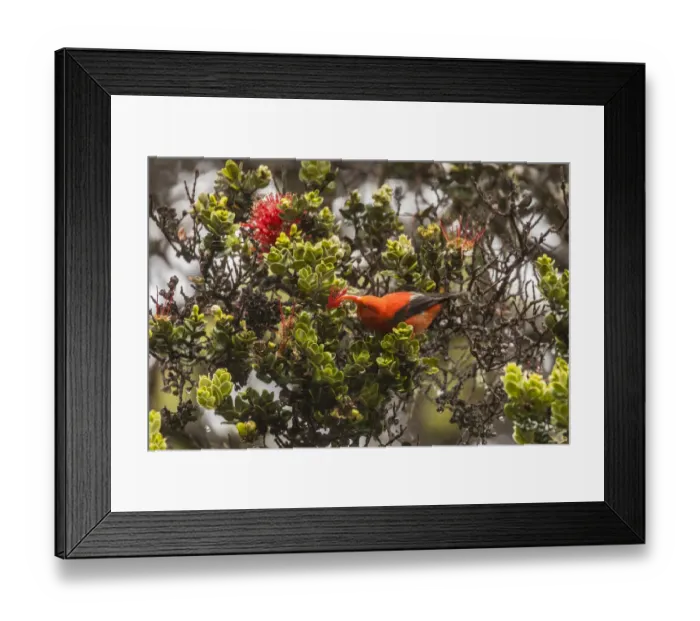 Framed Print : USA, Hawaii, Hakalau Forest National Wildlife Refuge. I iwi feeding on ocala