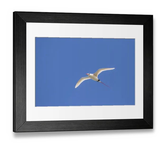 Framed Print : USA, Kauai, Kilauea Point National Wildlife Refuge. Red-tailed tropicbird in flight Framed Print : USA, Kauai, Kilauea Point National Wildlife Refuge. Red-tailed tropicbird in flight
