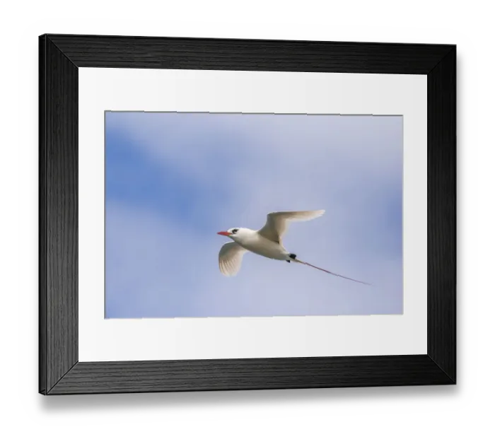 Framed Print : USA, Kauai, Kilauea Point National Wildlife Refuge. Red-tailed tropicbird in flight