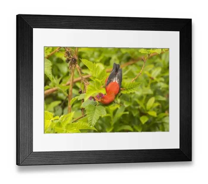 Framed Print : USA, Hawaii, Hakalau Forest National Wildlife Refuge. I iwi feeding on flower Framed Print : USA, Hawaii, Hakalau Forest National Wildlife Refuge. I iwi feeding on flower