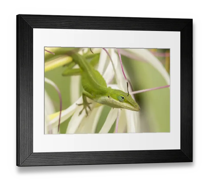 Framed Print : USA, Hawaii, Kauai. Anole lizard on blossom Framed Print : USA, Hawaii, Kauai. Anole lizard on blossom