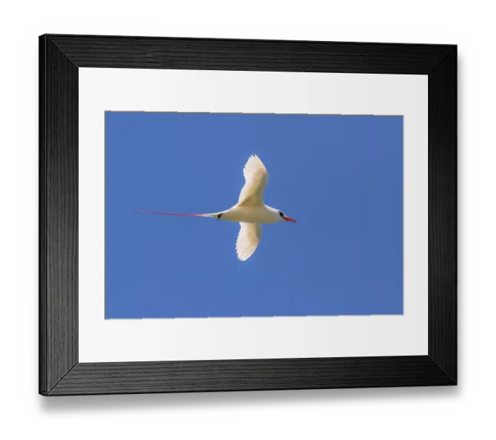 Framed Print : USA, Kauai, Kilauea Point National Wildlife Refuge. Red-tailed tropicbird in flight
