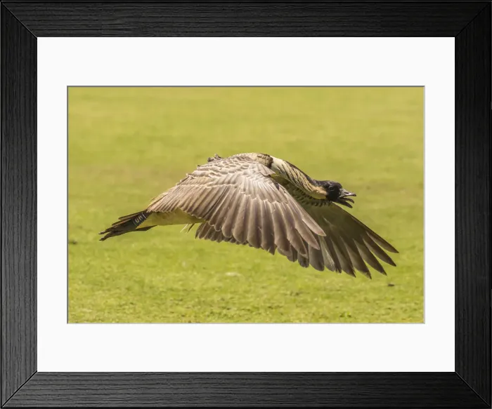 Framed Print : USA, Hawaii, Kauai, Kilauea Point National Wildlife Refuge. Nene bird flying. Credit as Framed Print : USA, Hawaii, Kauai, Kilauea Point National Wildlife Refuge. Nene bird flying. Credit as
