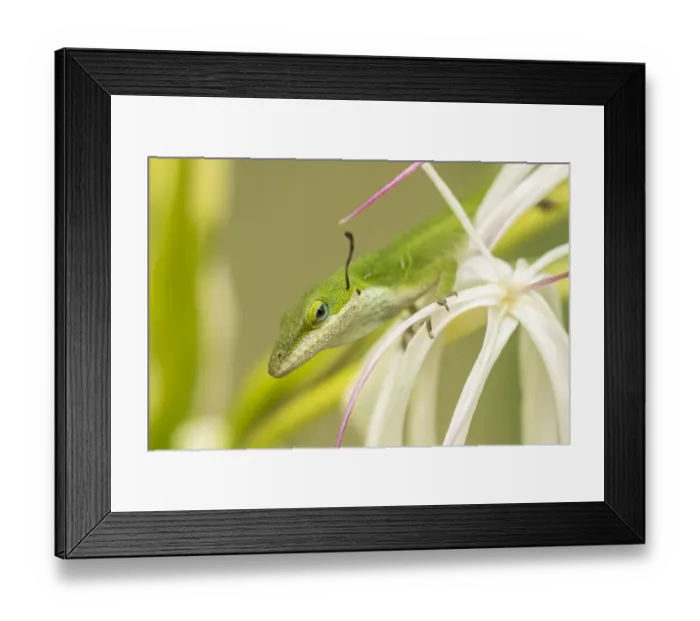 Framed Print : USA, Hawaii, Kauai. Anole lizard on blossom