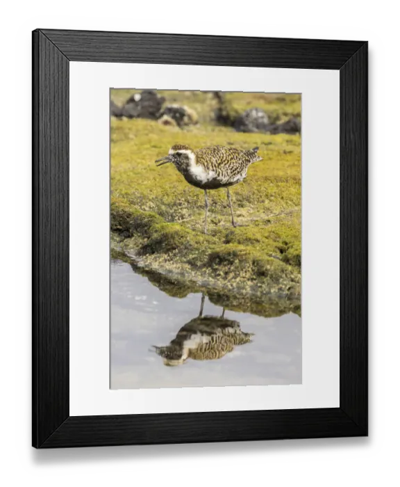 Framed Print : USA, Hawaii, Honokohau Bay. Pacific golden plover close-up