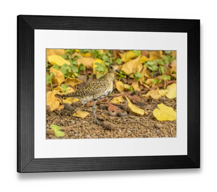 Framed Print : USA, Hawaii, Honokohau Bay. Pacific golden plover close-up Framed Print : USA, Hawaii, Honokohau Bay. Pacific golden plover close-up