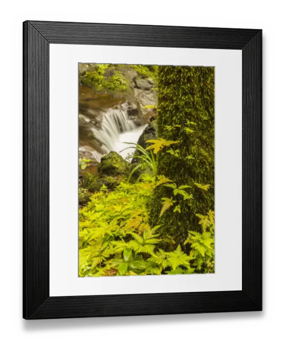 Framed Print : USA, Hawaii, Hawaii Tropical Botanical Garden Framed Print : USA, Hawaii, Hawaii Tropical Botanical Garden