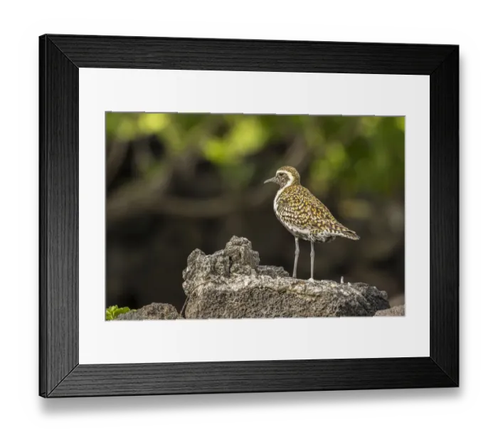 Framed Print : USA, Hawaii, Honokohau Bay. Pacific golden plover close-up Framed Print : USA, Hawaii, Honokohau Bay. Pacific golden plover close-up