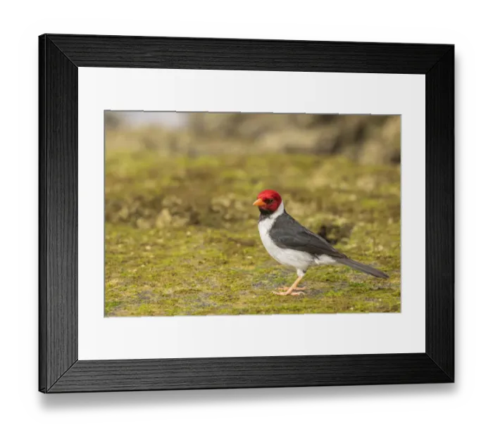 Framed Print : USA, Hawaii, Honokohau Bay. Yellow-billed cardinal close-up Framed Print : USA, Hawaii, Honokohau Bay. Yellow-billed cardinal close-up