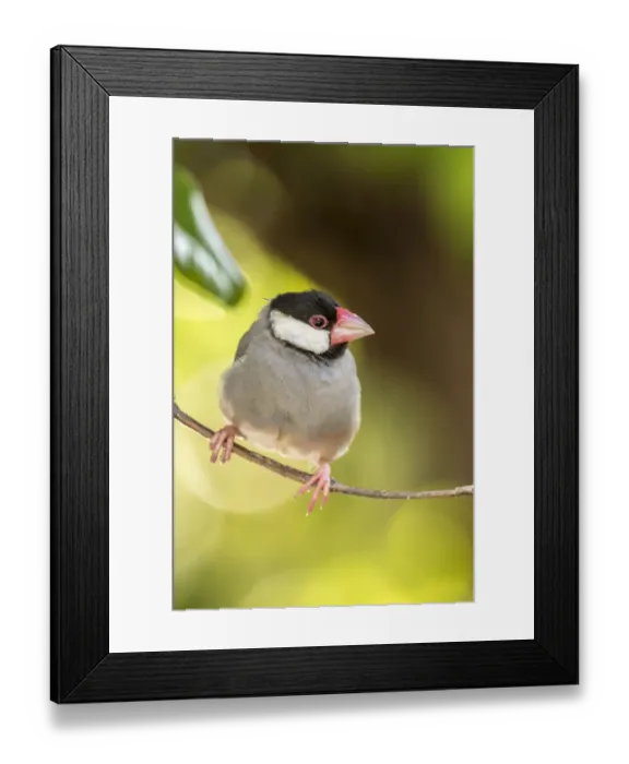 Framed Print : USA, Hawaii, Kona. Java sparrow close-up Framed Print : USA, Hawaii, Kona. Java sparrow close-up