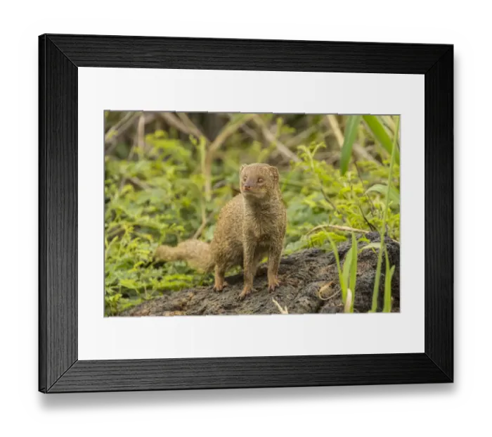 Framed Print : USA, Hawaii, Punalu u Black Sand Beach Framed Print : USA, Hawaii, Punalu u Black Sand Beach