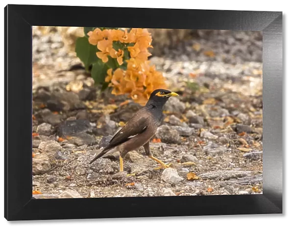 USA, Hawaii, Hapuna Beach State Park. Common myna bird on ground