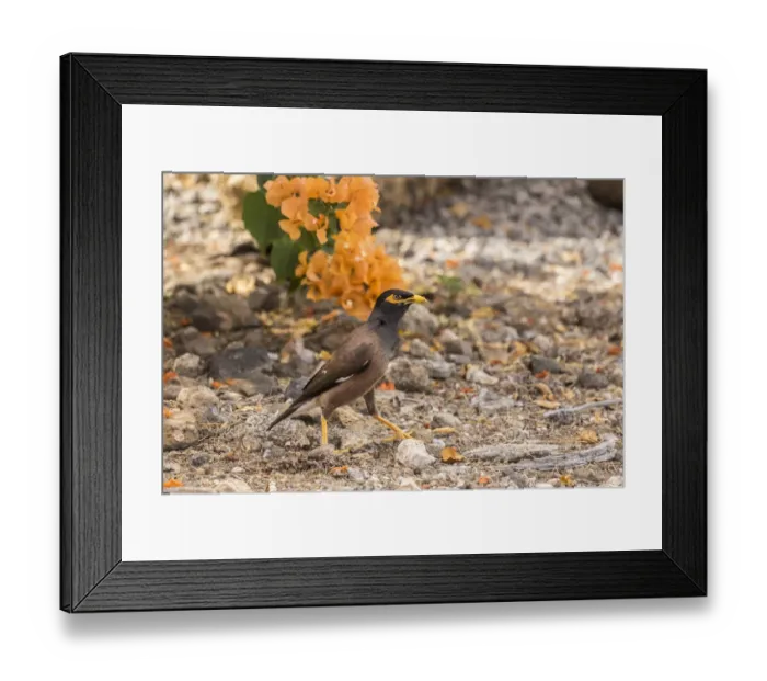 Framed Print : USA, Hawaii, Hapuna Beach State Park. Common myna bird on ground Framed Print : USA, Hawaii, Hapuna Beach State Park. Common myna bird on ground