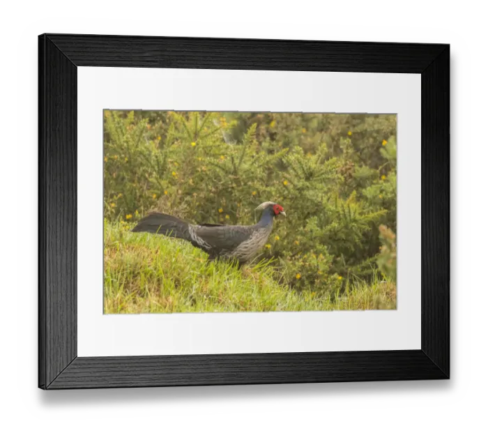 Framed Print : USA, Hawaii. Male kalij pheasant. Credit as: Cathy & Gordon Illg / Jaynes Gallery / DanitaDelimont Framed Print : USA, Hawaii. Male kalij pheasant. Credit as: Cathy & Gordon Illg / Jaynes Gallery / DanitaDelimont