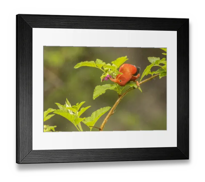 Framed Print : USA, Hawaii, Hakalau Forest National Wildlife Refuge. I iwi feeding on Ocala in the rain