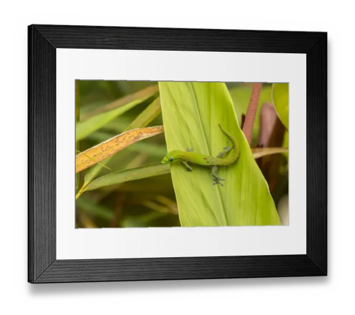 Framed Print : USA, Hawaii, Akaka Falls State Park. Gecko on large leaf Framed Print : USA, Hawaii, Akaka Falls State Park. Gecko on large leaf